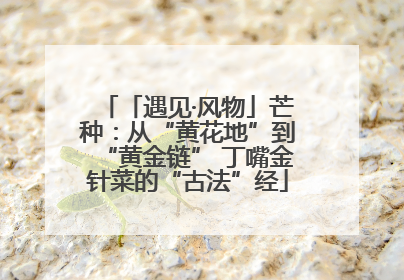 「遇见·风物」芒种：从“黄花地”到“黄金链” 丁嘴金针菜的“古法”经
