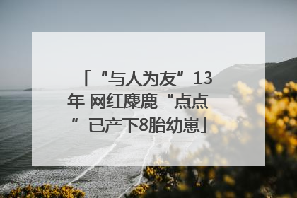 “与人为友”13年 网红麋鹿“点点”已产下8胎幼崽