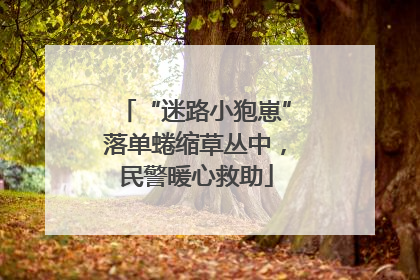 “迷路小狍崽”落单蜷缩草丛中，民警暖心救助