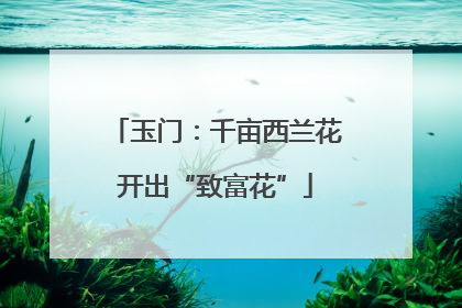 玉门：千亩西兰花开出“致富花”