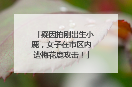 疑因拍刚出生小鹿，女子在市区内遭梅花鹿攻击！
