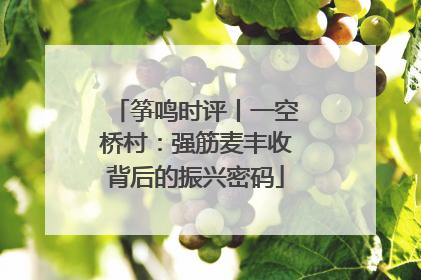 筝鸣时评丨一空桥村：强筋麦丰收背后的振兴密码