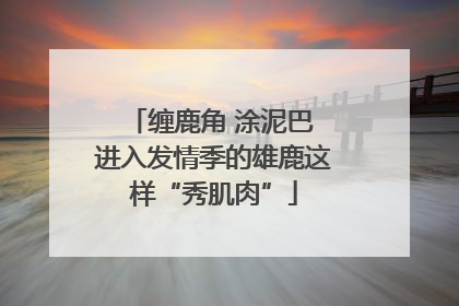 缠鹿角 涂泥巴 进入发情季的雄鹿这样“秀肌肉”