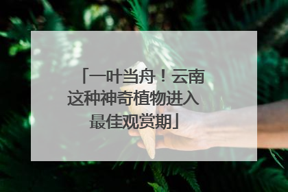 一叶当舟！云南这种神奇植物进入最佳观赏期