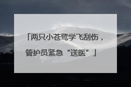 两只小苍鹭学飞刮伤，管护员紧急“送医”