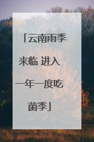 云南雨季来临 进入一年一度吃菌季