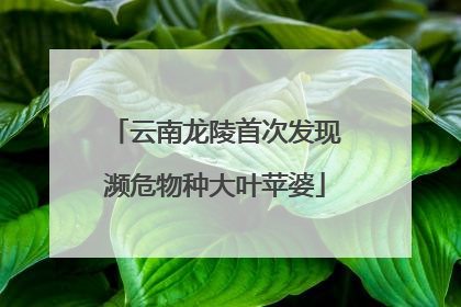 云南龙陵首次发现濒危物种大叶苹婆