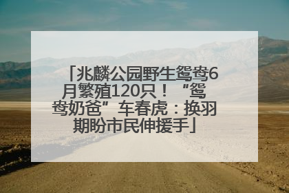 兆麟公园野生鸳鸯6月繁殖120只！“鸳鸯奶爸”车春虎：换羽期盼市民伸援手
