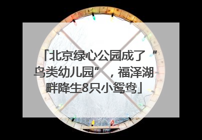 北京绿心公园成了“鸟类幼儿园”，福泽湖畔降生8只小鸳鸯