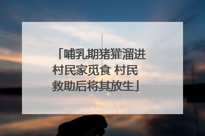 哺乳期猪獾溜进村民家觅食 村民救助后将其放生