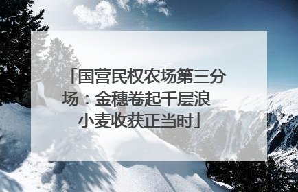 国营民权农场第三分场：金穗卷起千层浪 小麦收获正当时