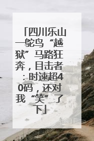 四川乐山一鸵鸟“越狱”马路狂奔，目击者：时速超40码，还对我“笑”了下