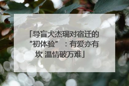 导盲犬杰瑞对宿迁的“初体验”：有爱亦有坎 温情破万难