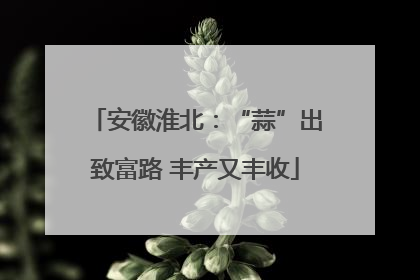 安徽淮北：“蒜”出致富路 丰产又丰收