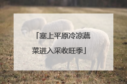 塞上平原冷凉蔬菜进入采收旺季