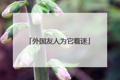 外国友人为它着迷