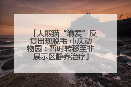 大熊猫“渝爱”反复出现脱毛 重庆动物园：暂时转移至非展示区静养治疗