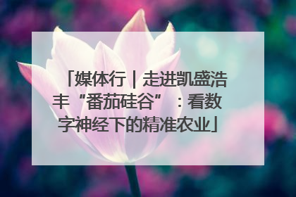 媒体行｜走进凯盛浩丰“番茄硅谷”：看数字神经下的精准农业