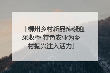 柳州乡村新品辣椒迎采收季 特色农业为乡村振兴注入活力