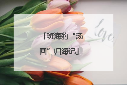 斑海豹“汤圆”归海记