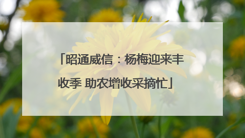 昭通威信：杨梅迎来丰收季 助农增收采摘忙