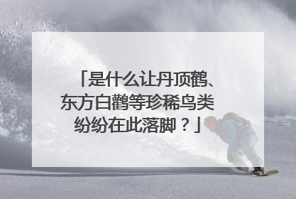 是什么让丹顶鹤、东方白鹳等珍稀鸟类纷纷在此落脚？