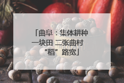 曲阜：集体耕种一块田 二张曲村“稻”路宽