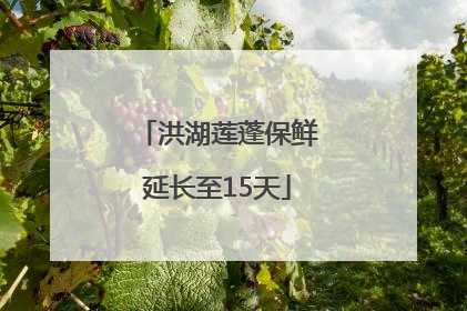 洪湖莲蓬保鲜延长至15天