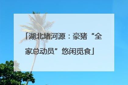 湖北堵河源：豪猪“全家总动员”悠闲觅食