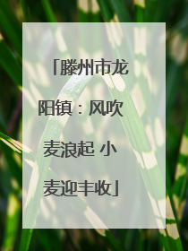 滕州市龙阳镇：风吹麦浪起 小麦迎丰收