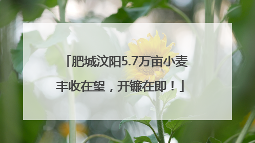 肥城汶阳5.7万亩小麦丰收在望，开镰在即！