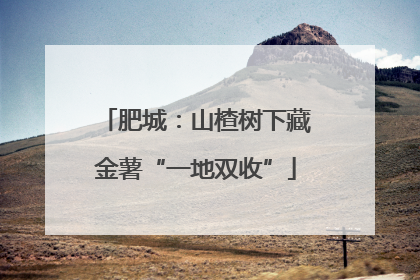 肥城：山楂树下藏金薯“一地双收”