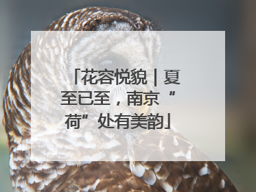 花容悦貌｜夏至已至，南京“荷”处有美韵