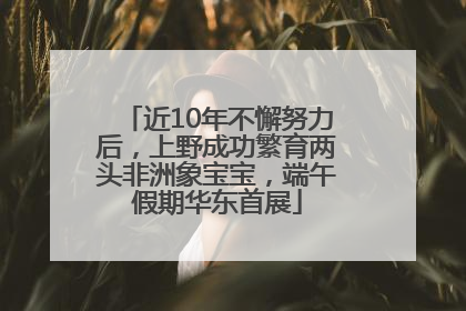 近10年不懈努力后，上野成功繁育两头非洲象宝宝，端午假期华东首展