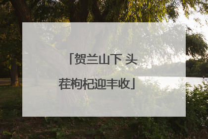 贺兰山下 头茬枸杞迎丰收