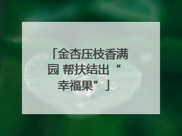 金杏压枝香满园 帮扶结出“幸福果”