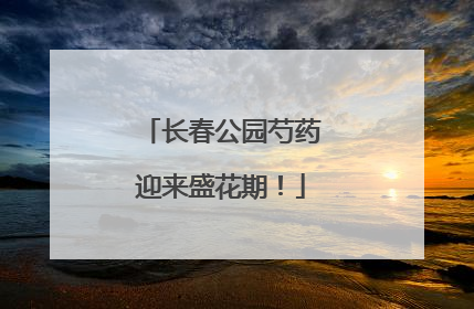 长春公园芍药迎来盛花期！