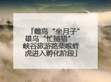 雌鸟“坐月子”雄鸟“忙捕猎” 峡谷旅游路栗喉蜂虎进入孵化阶段