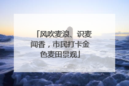 风吹麦浪、识麦闻香，市民打卡金色麦田景观