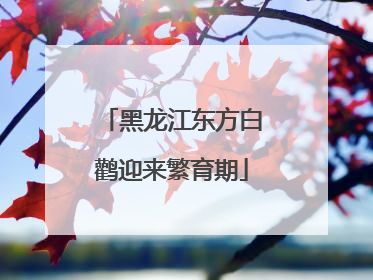 黑龙江东方白鹳迎来繁育期